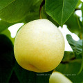 Fresh Ya Pear Nuevo Cultivo en Venta